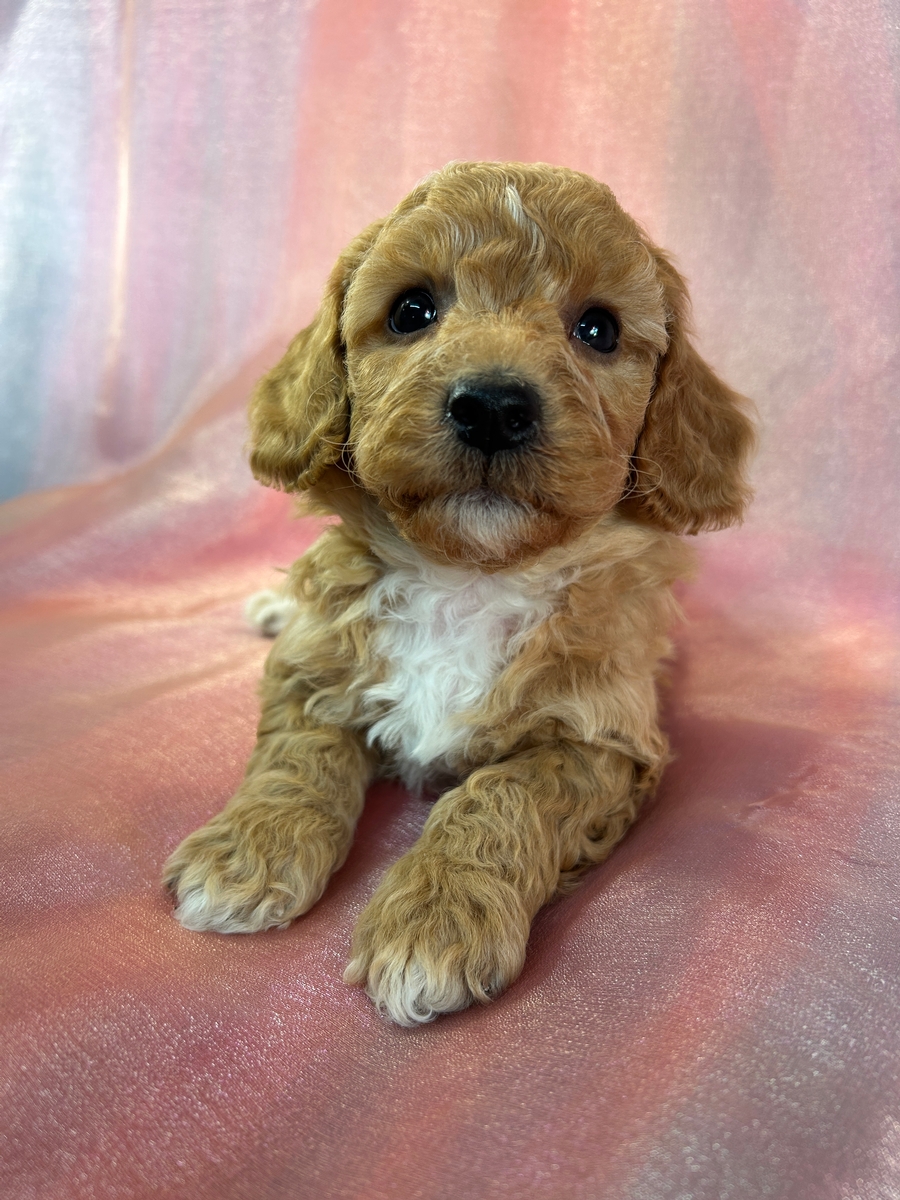 Male Bichon Poodle Puppy for Sale DOB 11-17-2025 $950